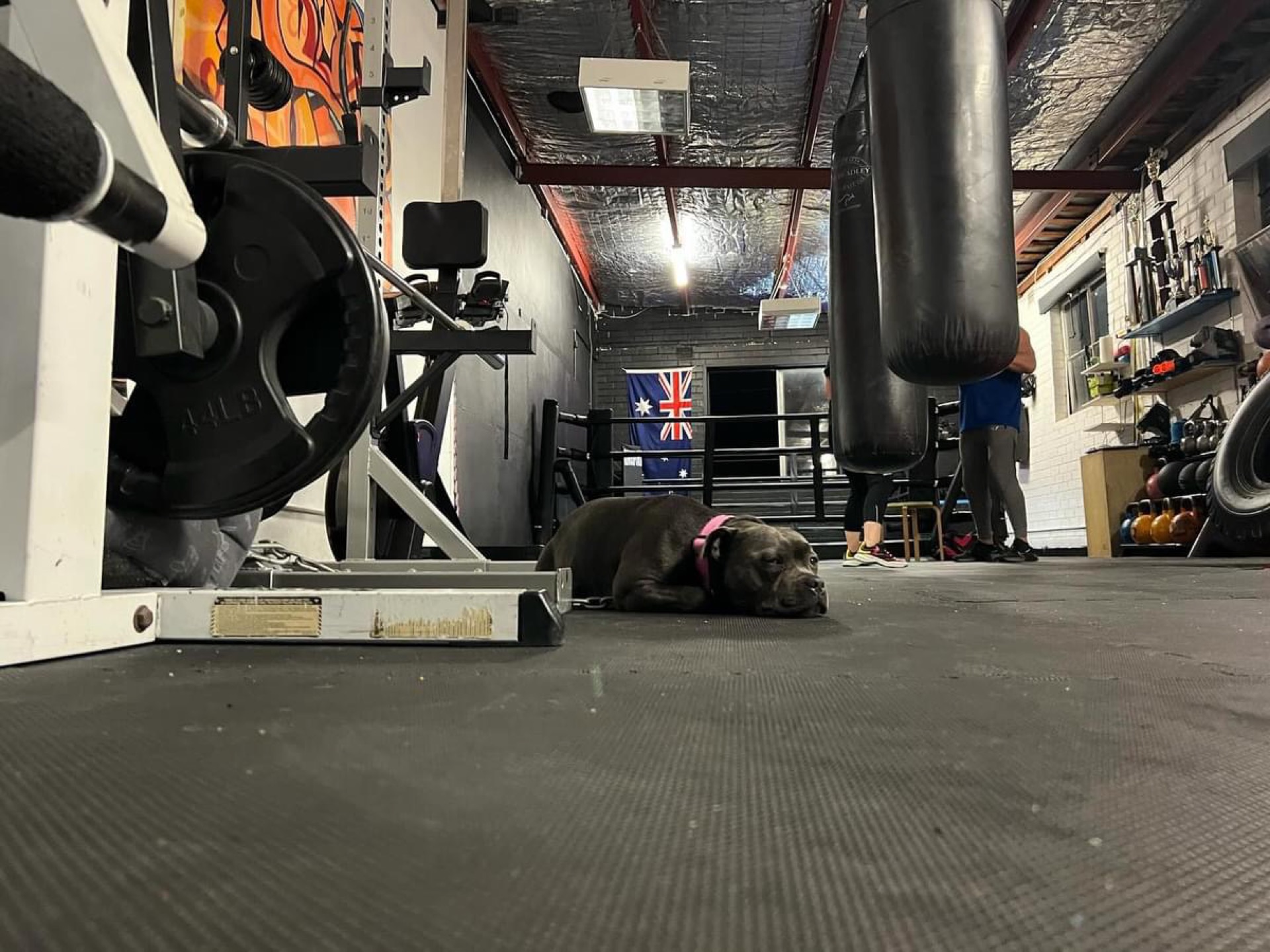 Training atmosphere at The Guild boxing gym